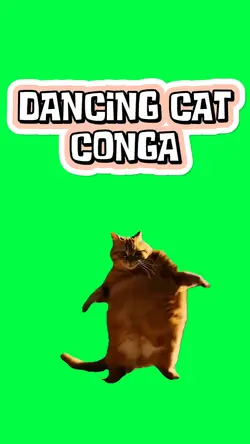 DANCING CAT CONGA