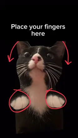 Funny cat meme