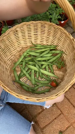 Vegetable garden