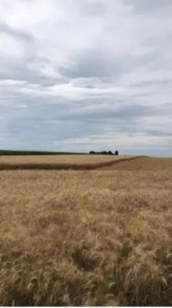Moisson