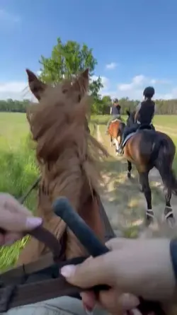 horse fetzen
