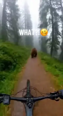 bear dancing