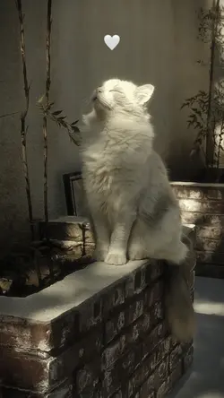 aesthetic 