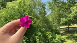 summer flower