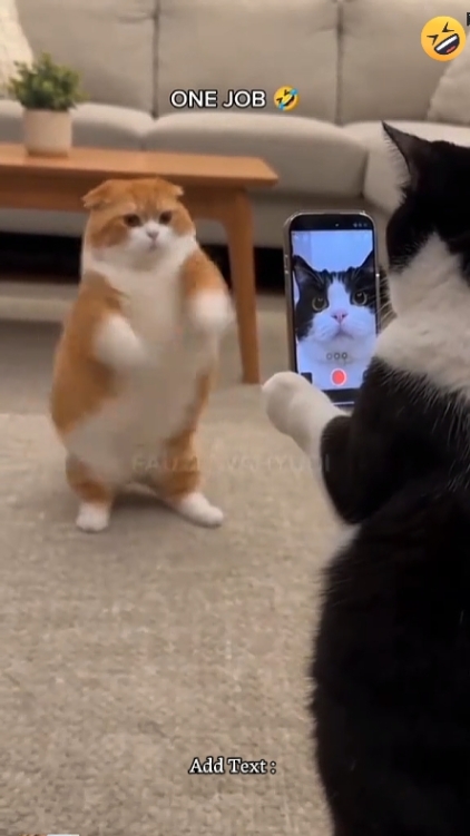 Funny Cat. 