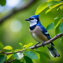 Shutter Speed Camera