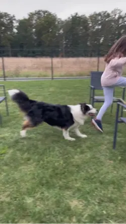 Chiens de cavalières