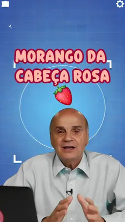 MORANGO DO AMOR