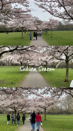 Mini Vlog. Sakura