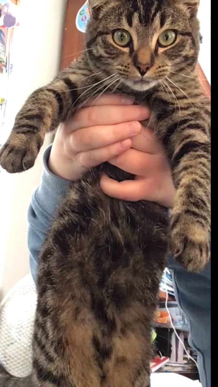 Dancing cat 🐈 💃