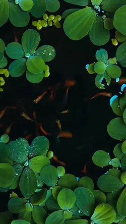 cinematic video