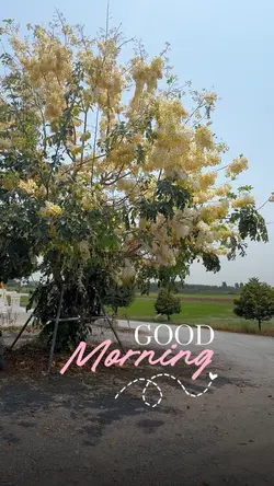 Morning