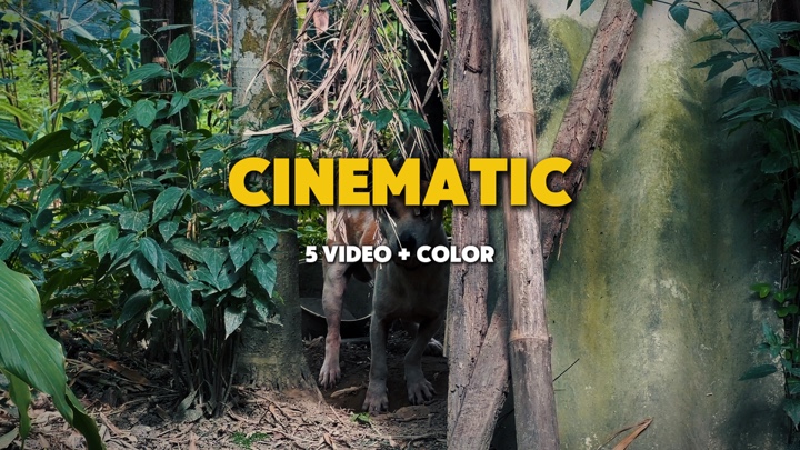Vídeo cinematográfico 5