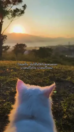 ใจร้ายกับใจหมา
