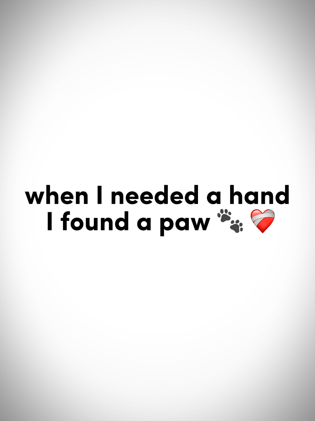 PET - CUTE 🐾🤍