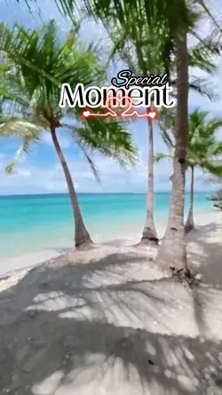 Apt Shania Yan|40dtk