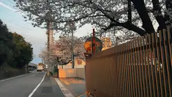 Hoa anh đào 🌸