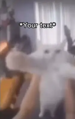 Cat meme
