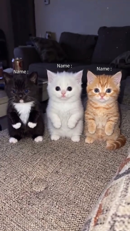 Dance Cat Trend
