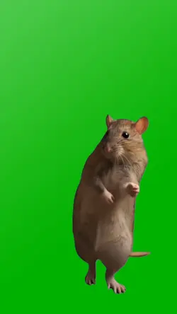 BREAKDANCING RAT