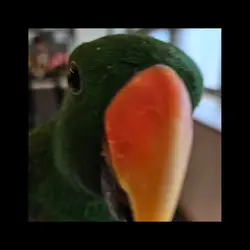 앵무앵무