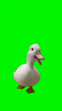 Laughing Duck