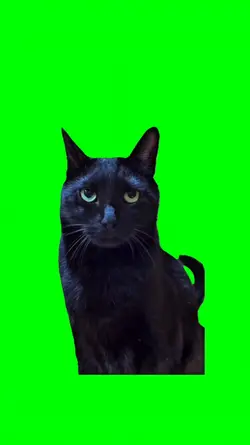 SUSPICIOUS BLACK CAT