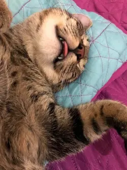 cat