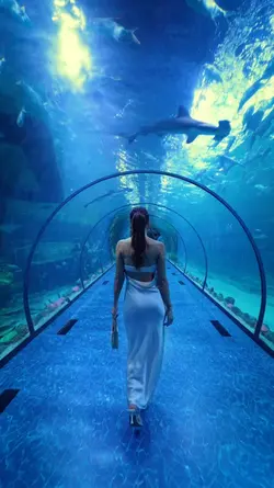 Miss americana speed