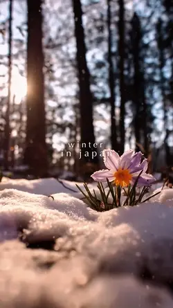 WINTER IN JAPAN