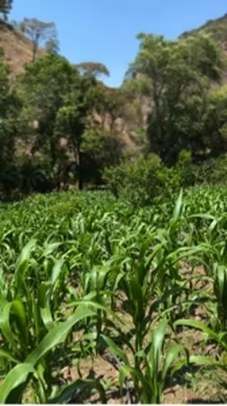 Un agricultor 
