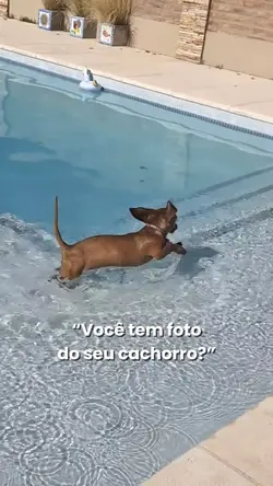 Seu Cachorro!