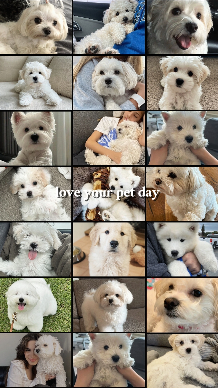 Amo o dia do seu animal de estimação 