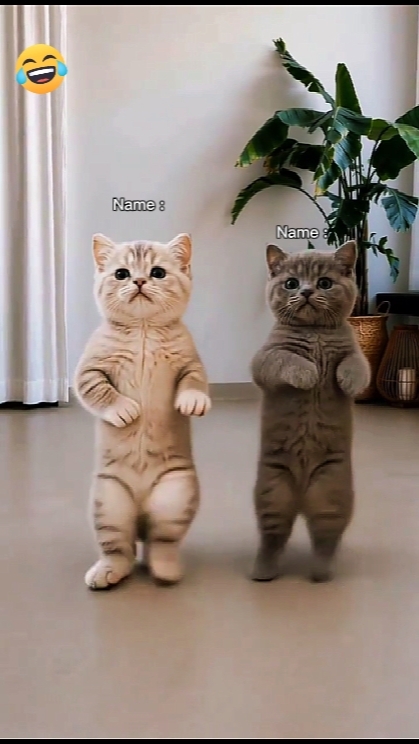 Dance cat