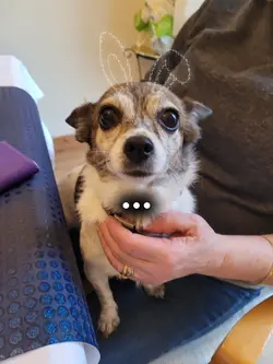 *THE chillest dog*