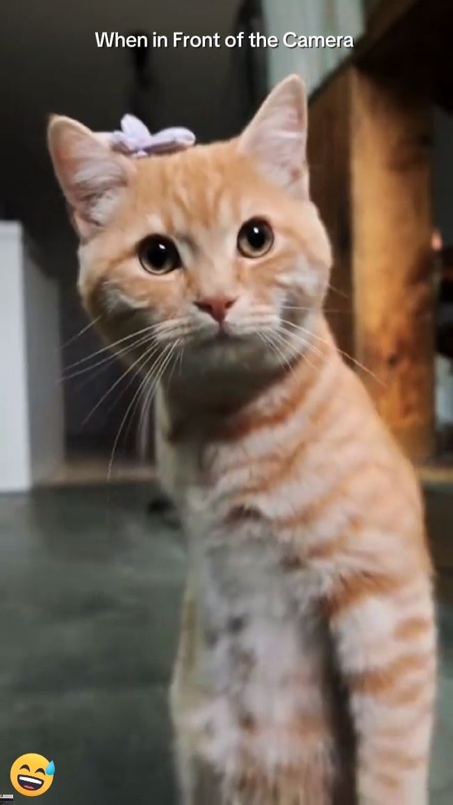 Kedi Trendi 