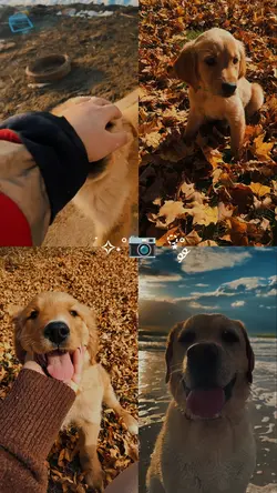 dog collage 4pics