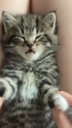 Macarena cat style