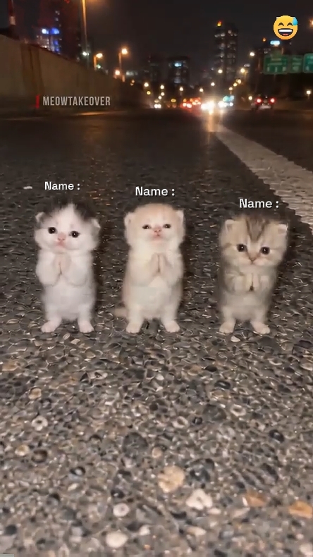 Dance Cat Trend
