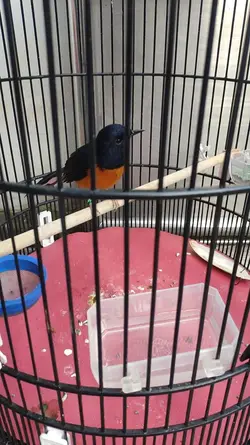 Manuk18-Omkumiskicau