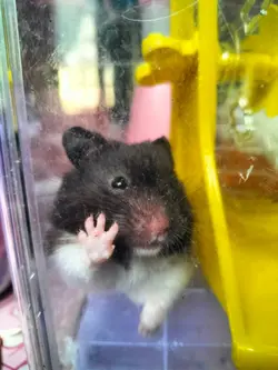 hamster 