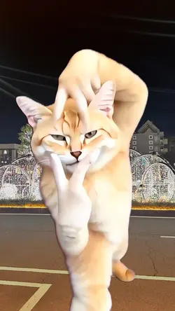 Cat dance 