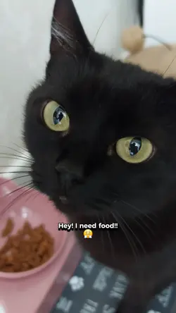 I need food