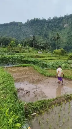 Lagu Sunda Viral 