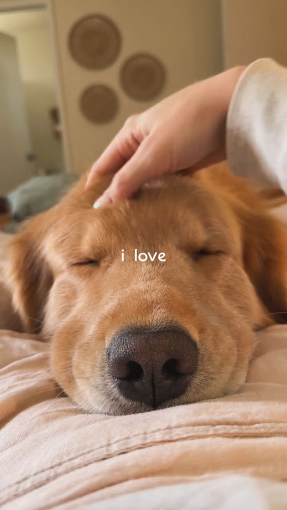 Ich liebe dich Hund