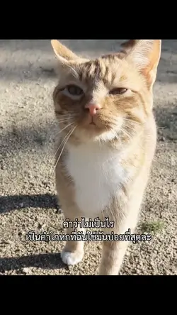 คำว่าไม่เป็นไร
