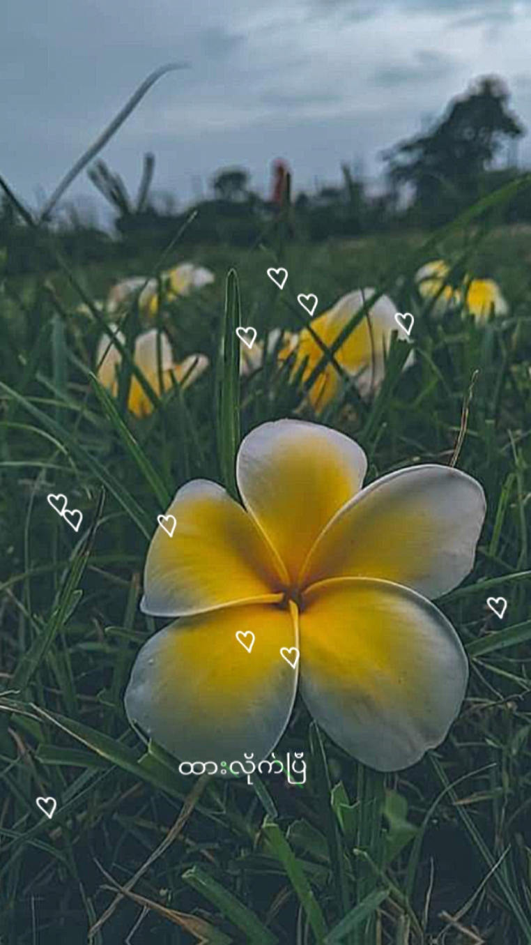 စကား၀ါပန်း