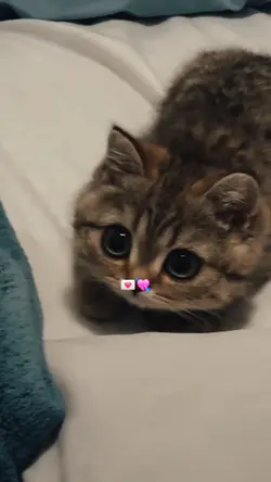 cute cat