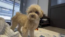 イライラしてる犬🐶