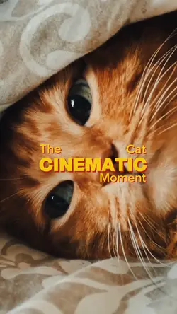 cat cinematic moment